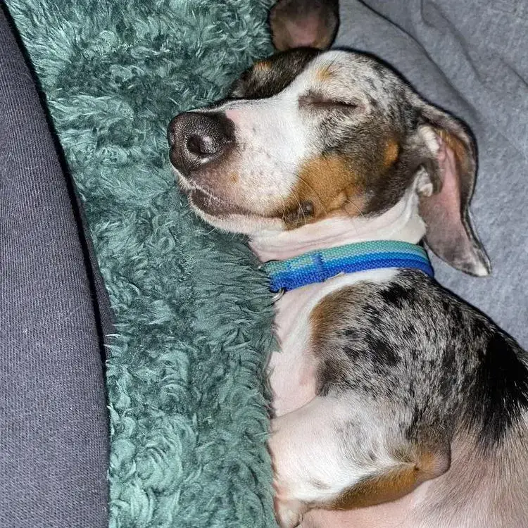 Dachshund (Miniature Smooth-Haired)