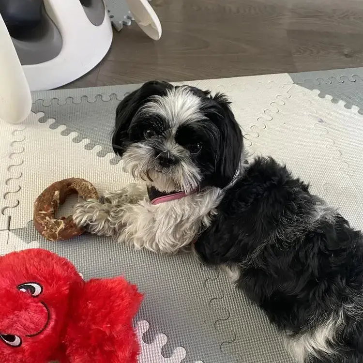 Shih Tzu
