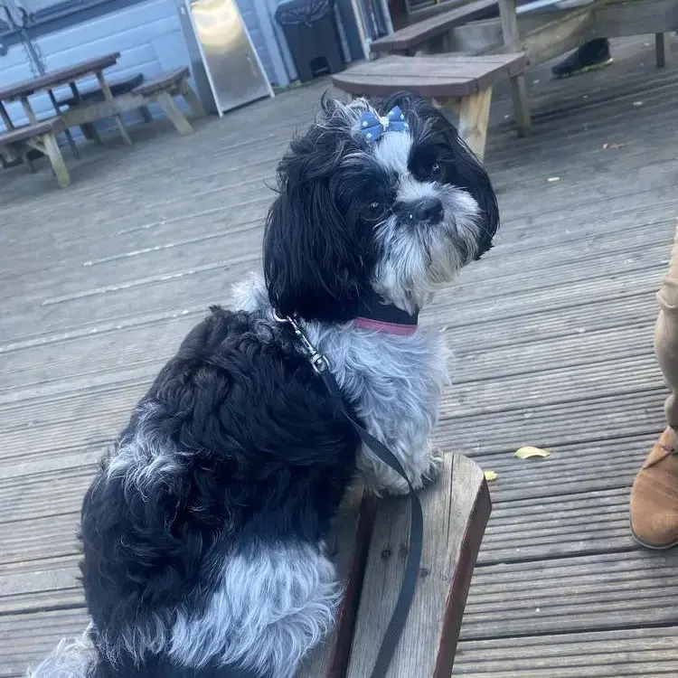 Shih Tzu