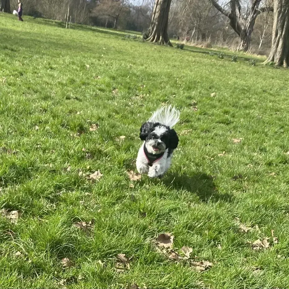 Shih Tzu