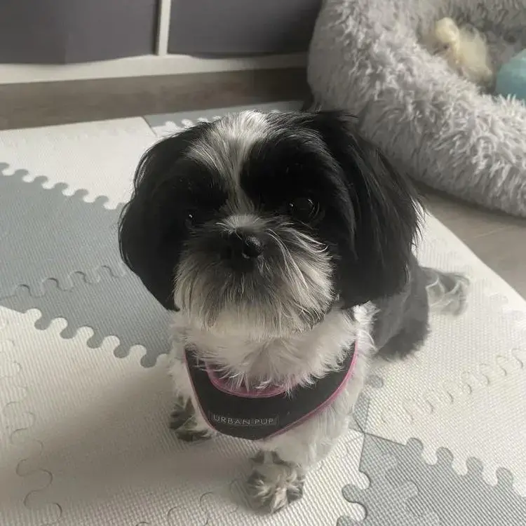 Shih Tzu