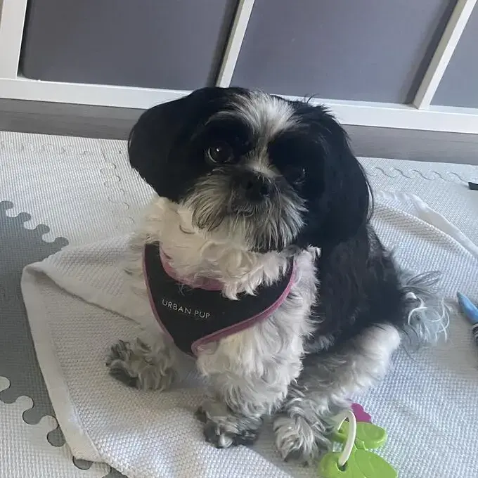 Shih Tzu