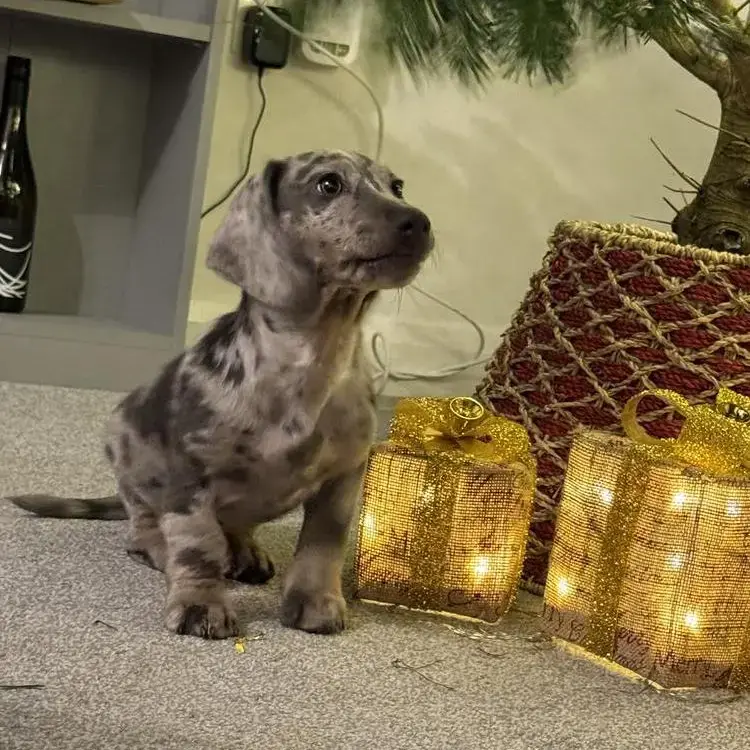 Dachshund (Miniature Smooth-Haired)