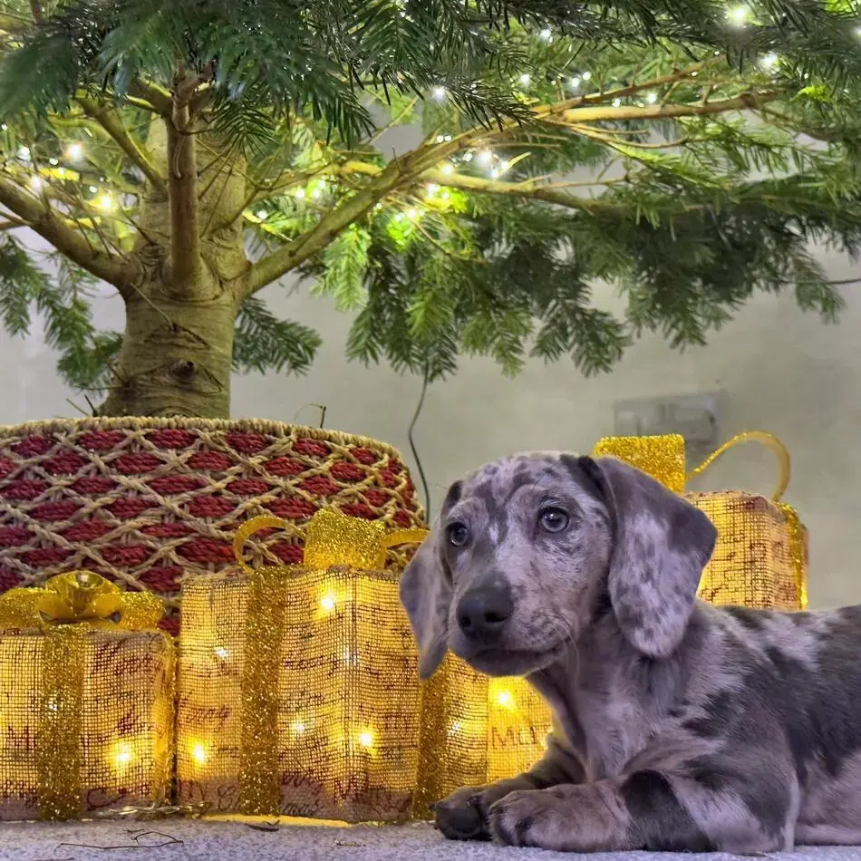 Dachshund (Miniature Smooth-Haired)