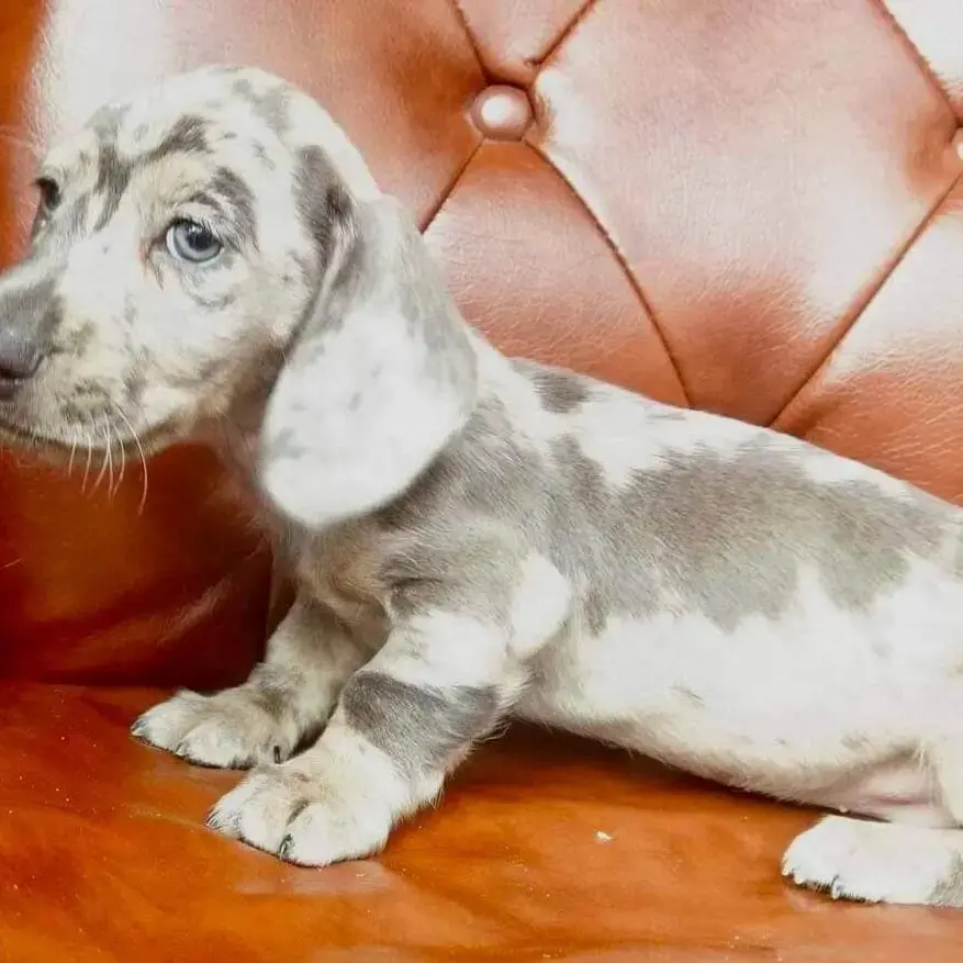 Dachshund (Miniature Smooth-Haired)