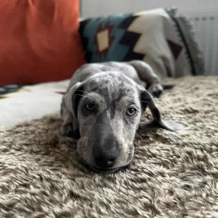 Dachshund (Miniature Smooth-Haired)