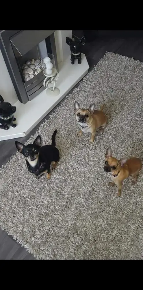 Chihuahua (Smooth Coat)