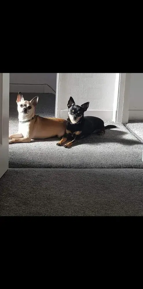 Chihuahua (Smooth Coat)