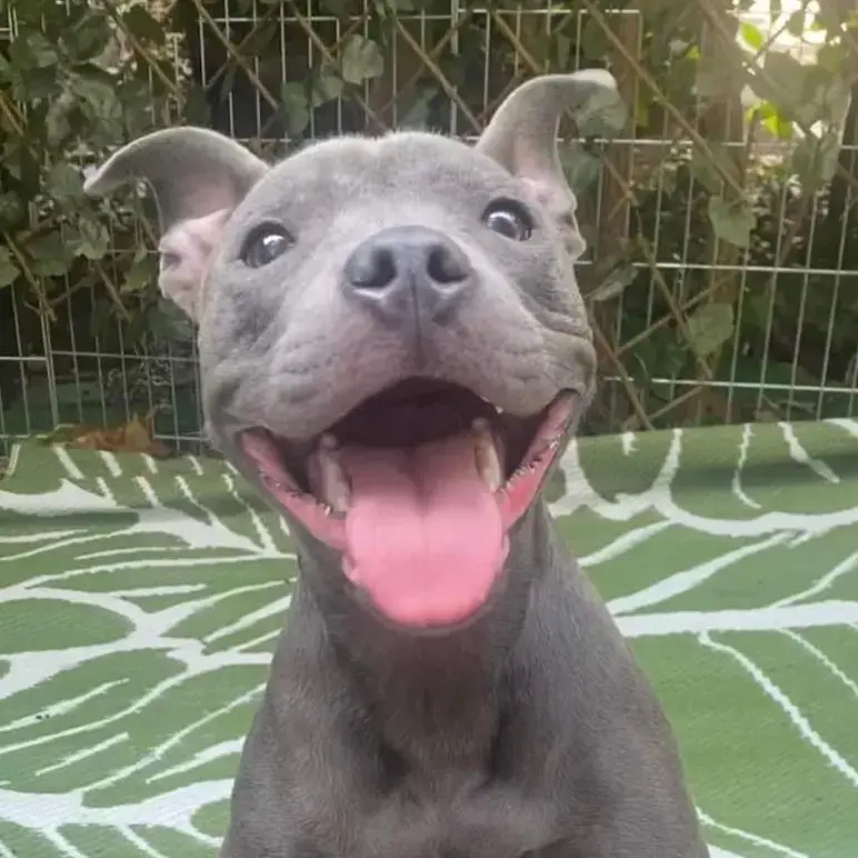 Staffordshire Bull Terrier