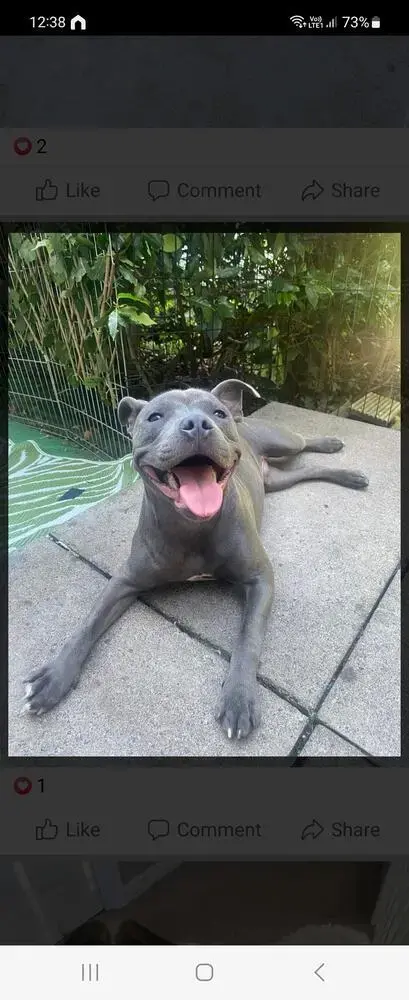 Staffordshire Bull Terrier