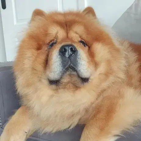 Chow Chow