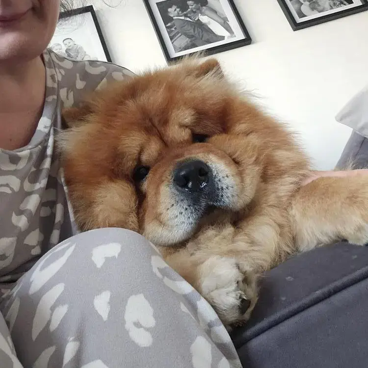 Chow Chow