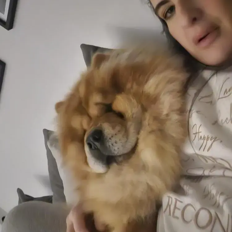 Chow Chow
