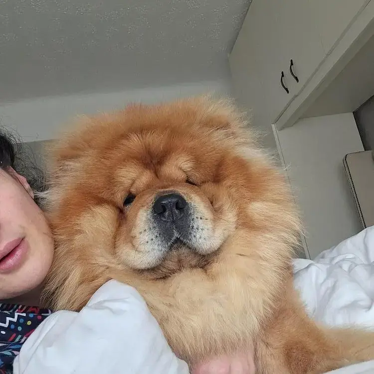 Chow Chow