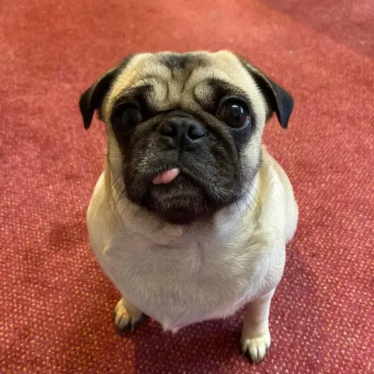 Pug