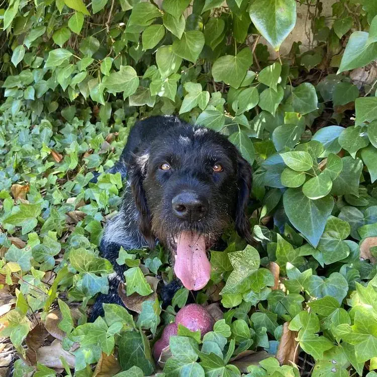 German Wire-Haired Pointer