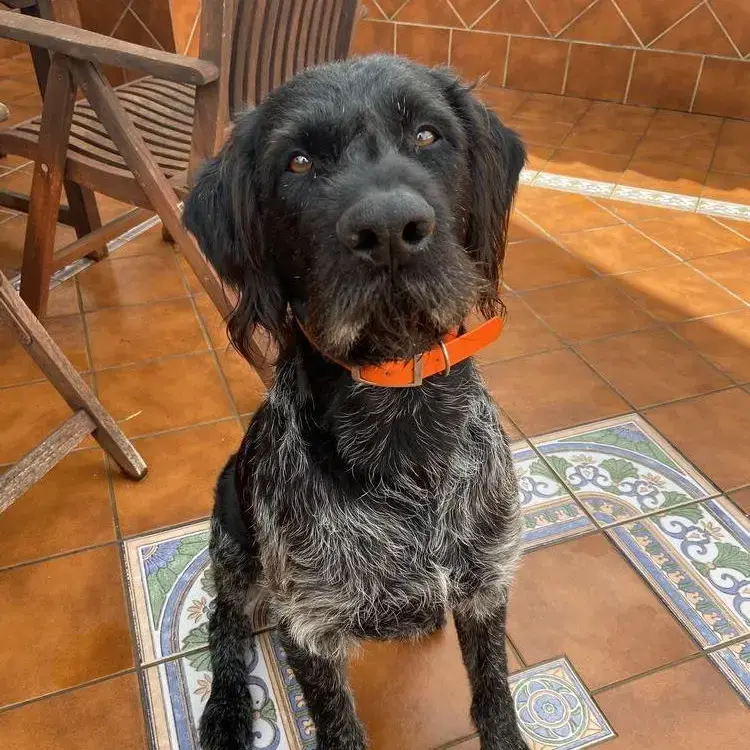 German Wire-Haired Pointer