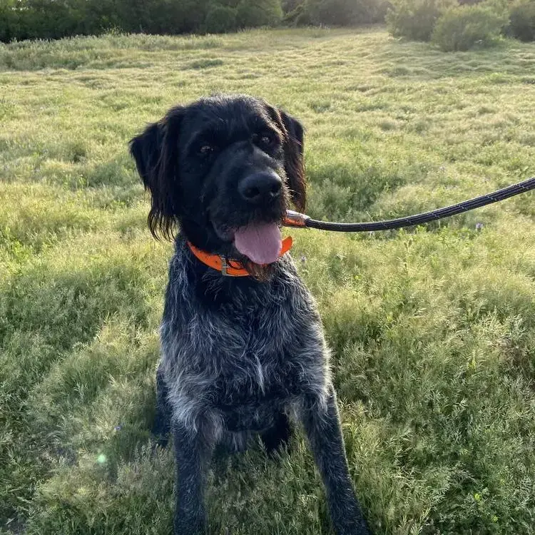 German Wire-Haired Pointer