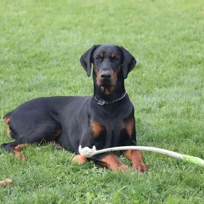 Dobermann
