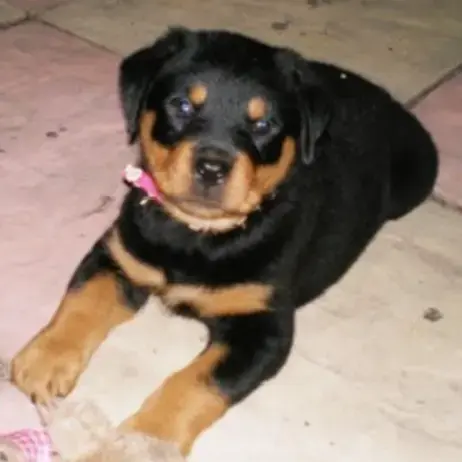 Rottweiler