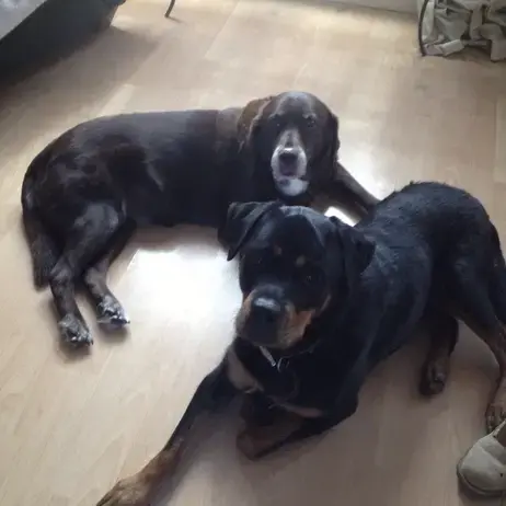 Rottweiler