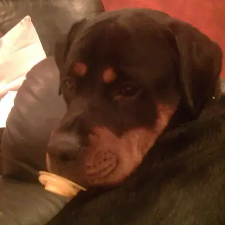 Rottweiler