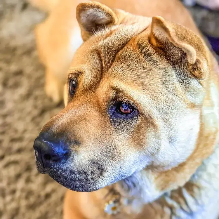 Luna The Shar Pei Chow Chow Mix Owner Story Purina UK Purina Luna The Shar Pei Chow Chow Mix Owner Story Purina UK Purina