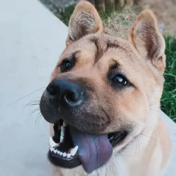 Shar Pei