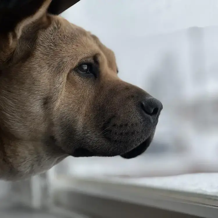 Shar Pei