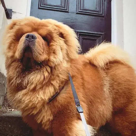 Chow Chow
