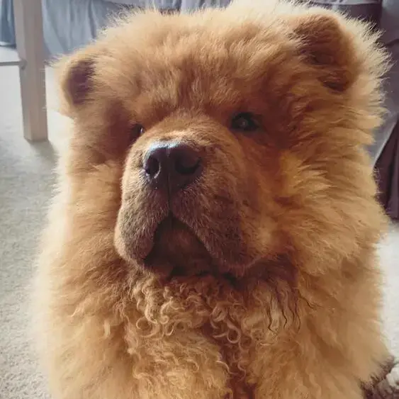 Chow Chow