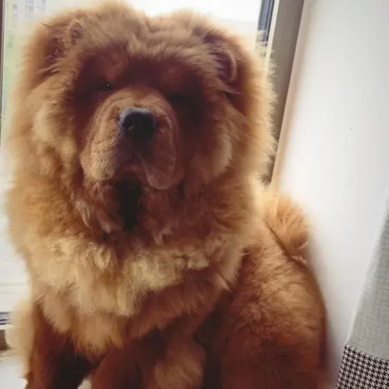 Chow Chow