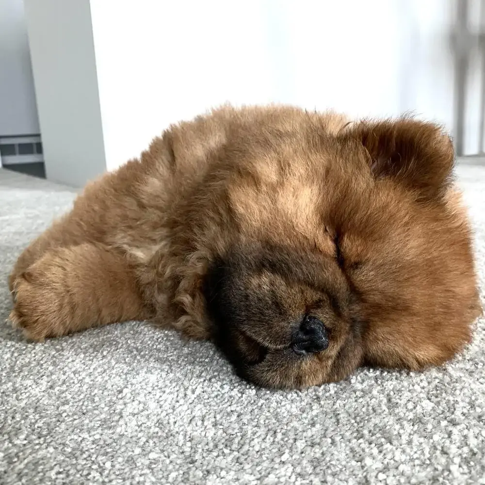Chow Chow