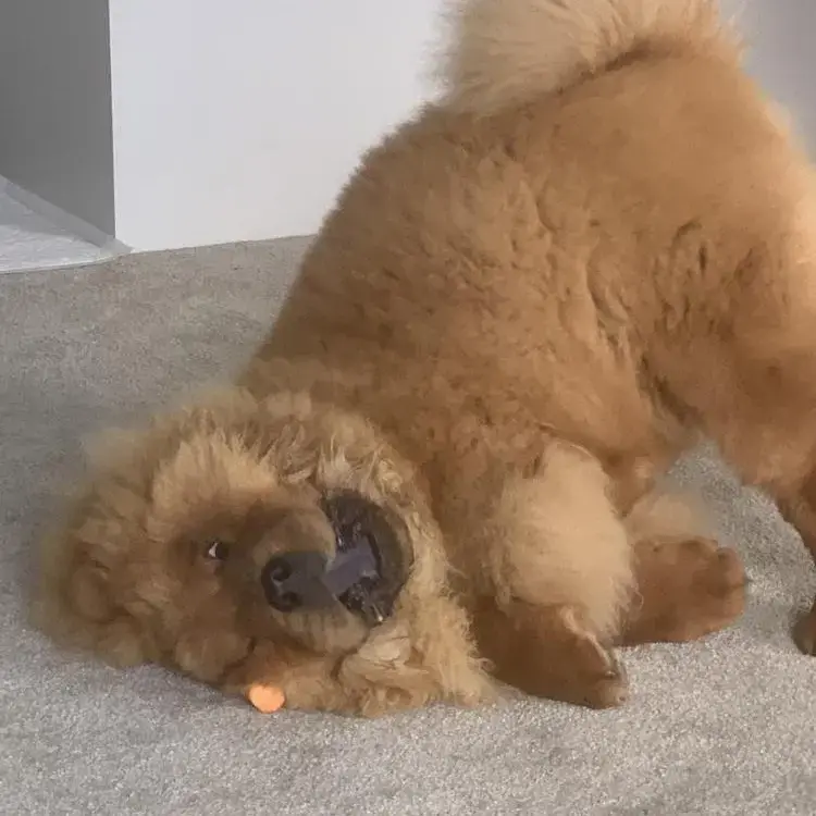 Chow Chow