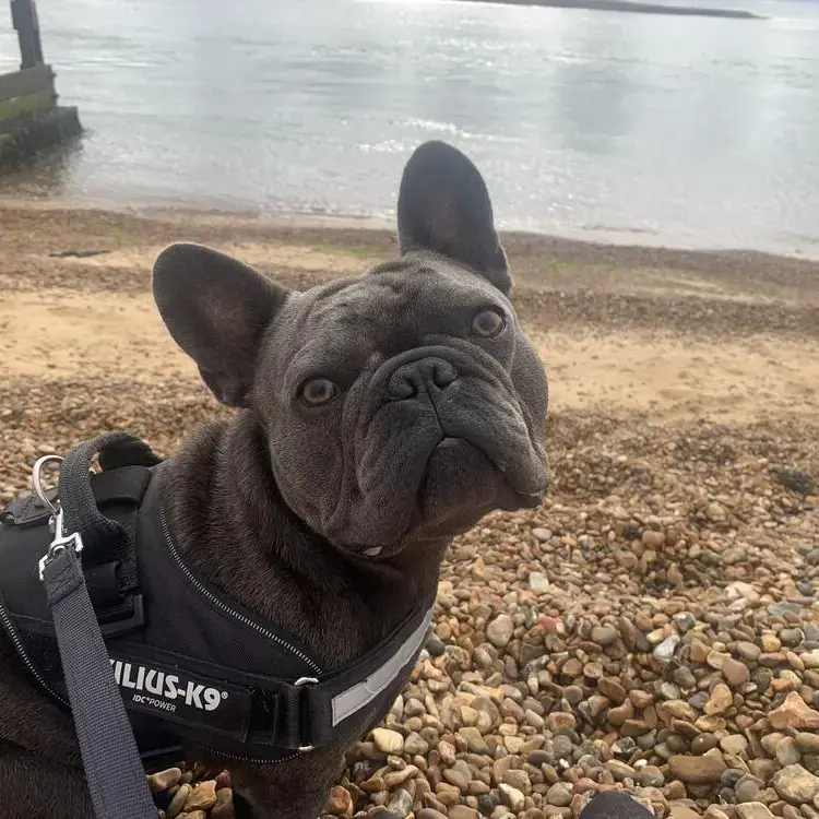 French Bulldog
