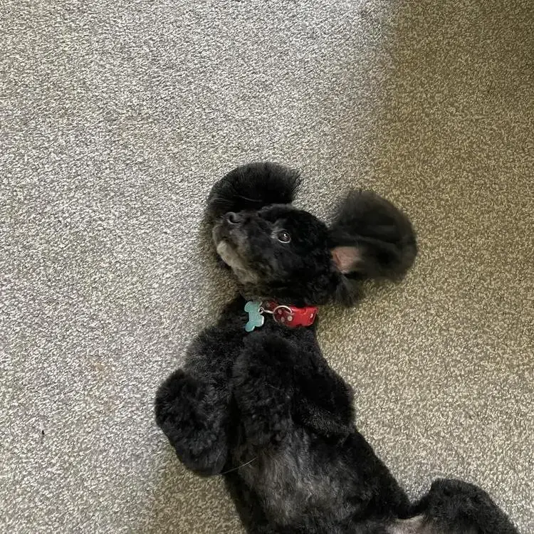 Poodle (Toy)