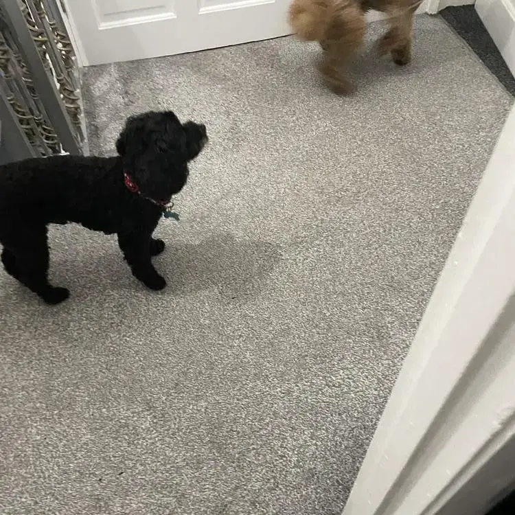 Poodle (Toy)