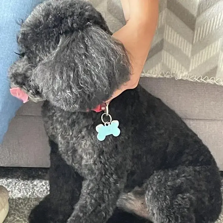 Poodle (Toy)