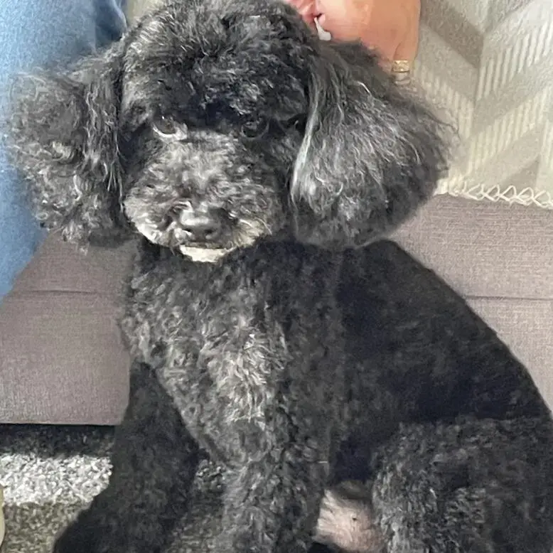 Poodle (Toy)