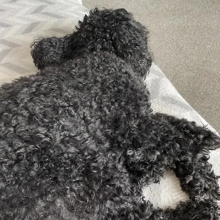 Poodle (Toy)