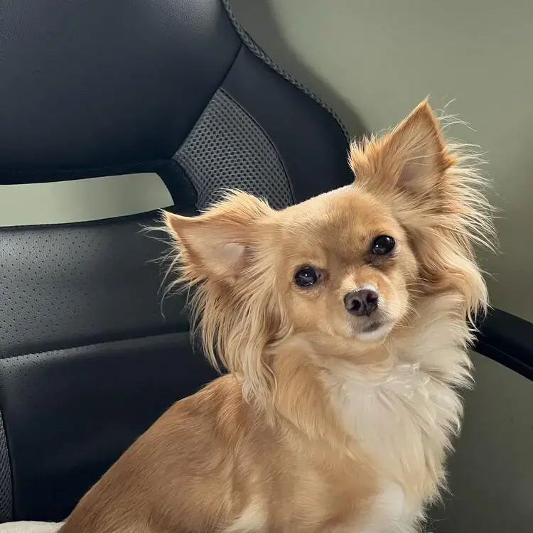 Chihuahua (Long Coat)