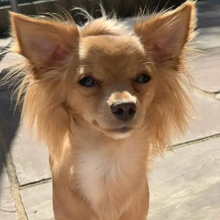 Chihuahua (Long Coat)