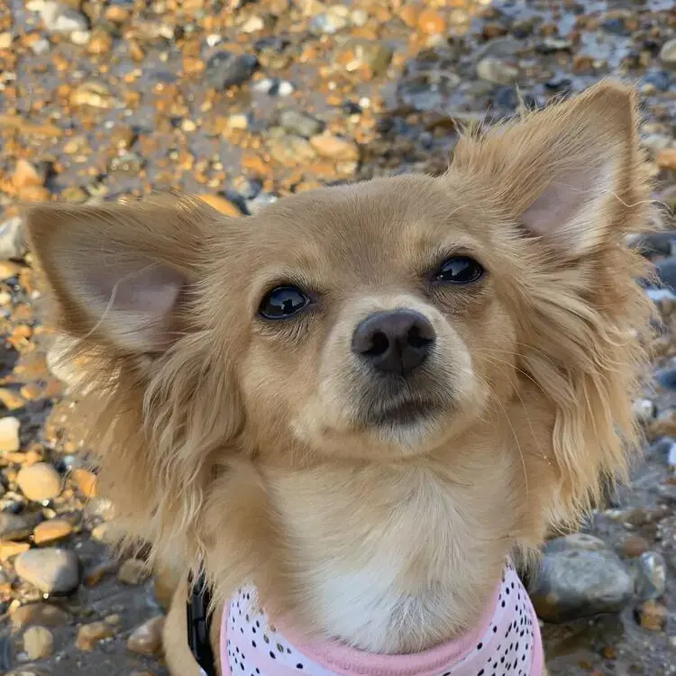 Chihuahua (Long Coat)