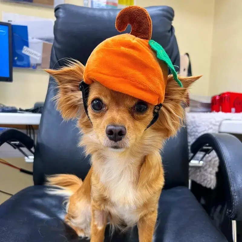 Chihuahua (Long Coat)