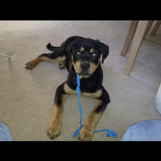 Rottweiler