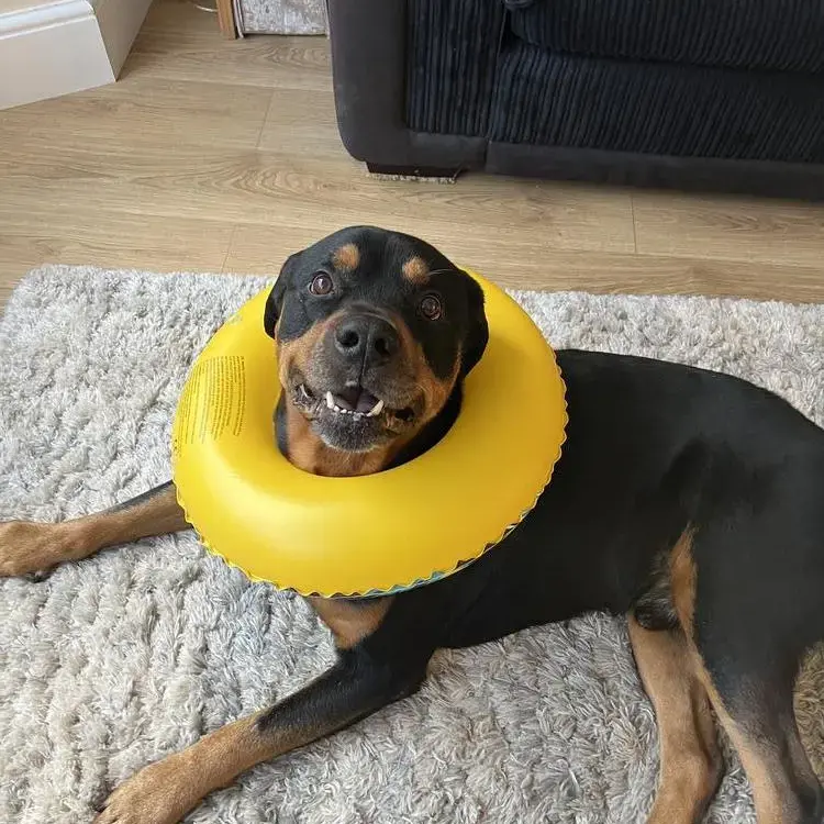 Rottweiler
