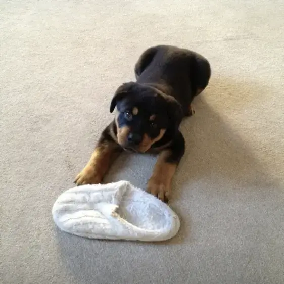 Rottweiler