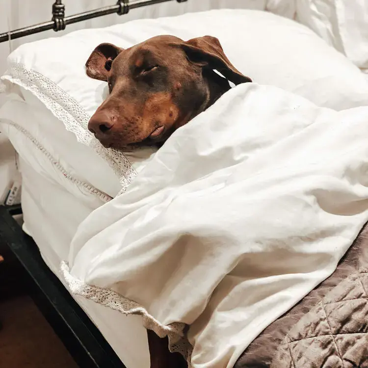 Dobermann