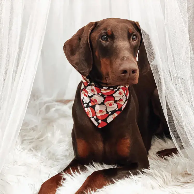 Dobermann
