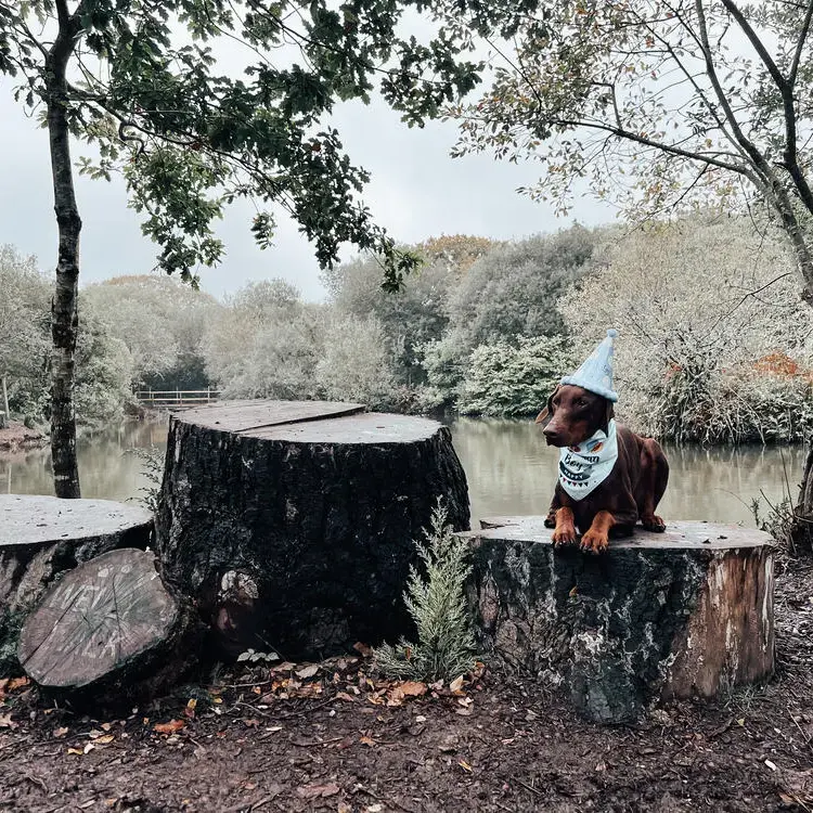 Dobermann
